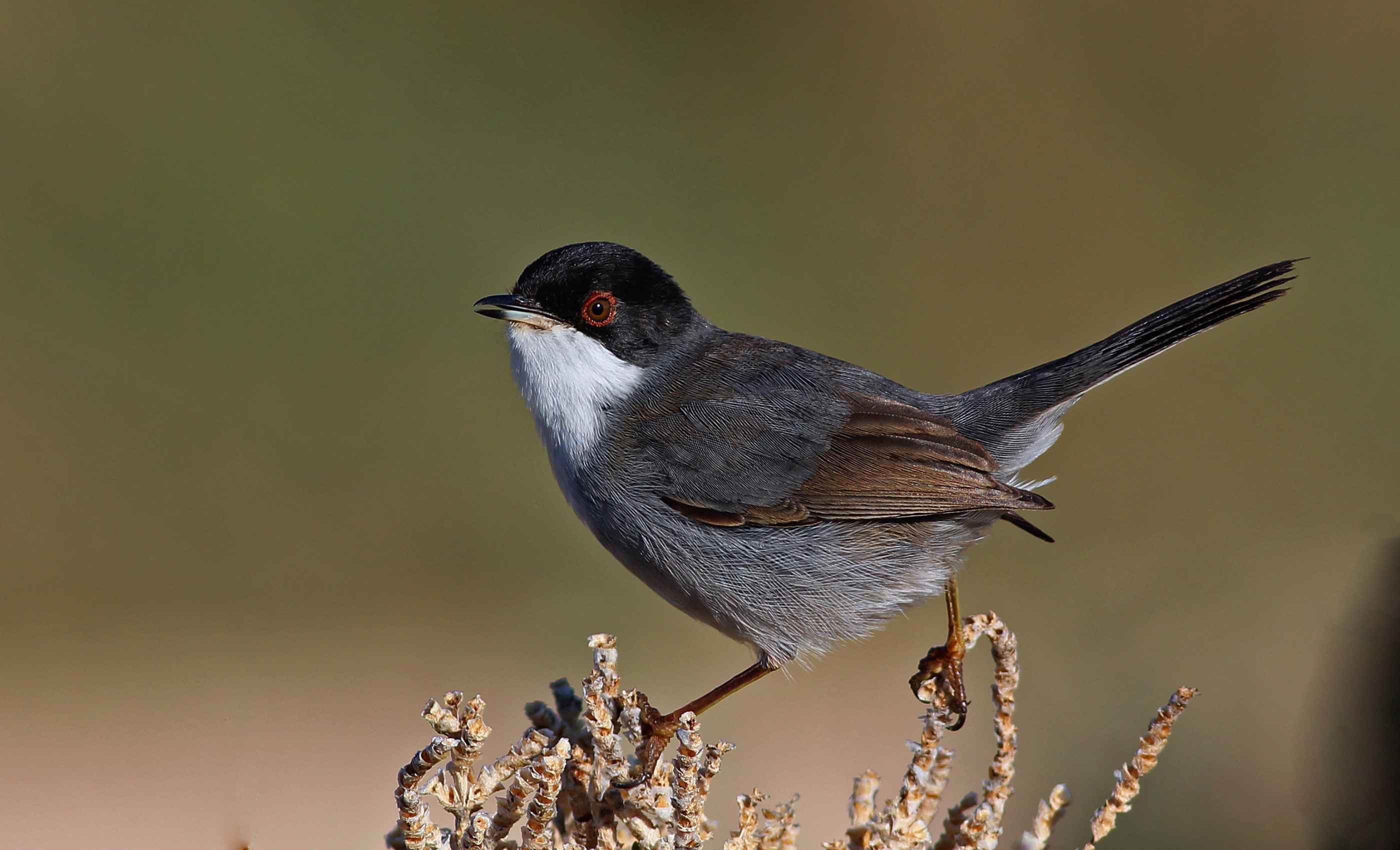 Sardinian Warbler